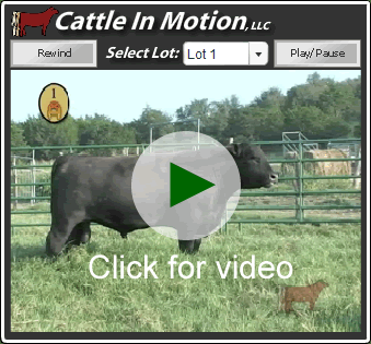 Click to view video of the lots in the sale